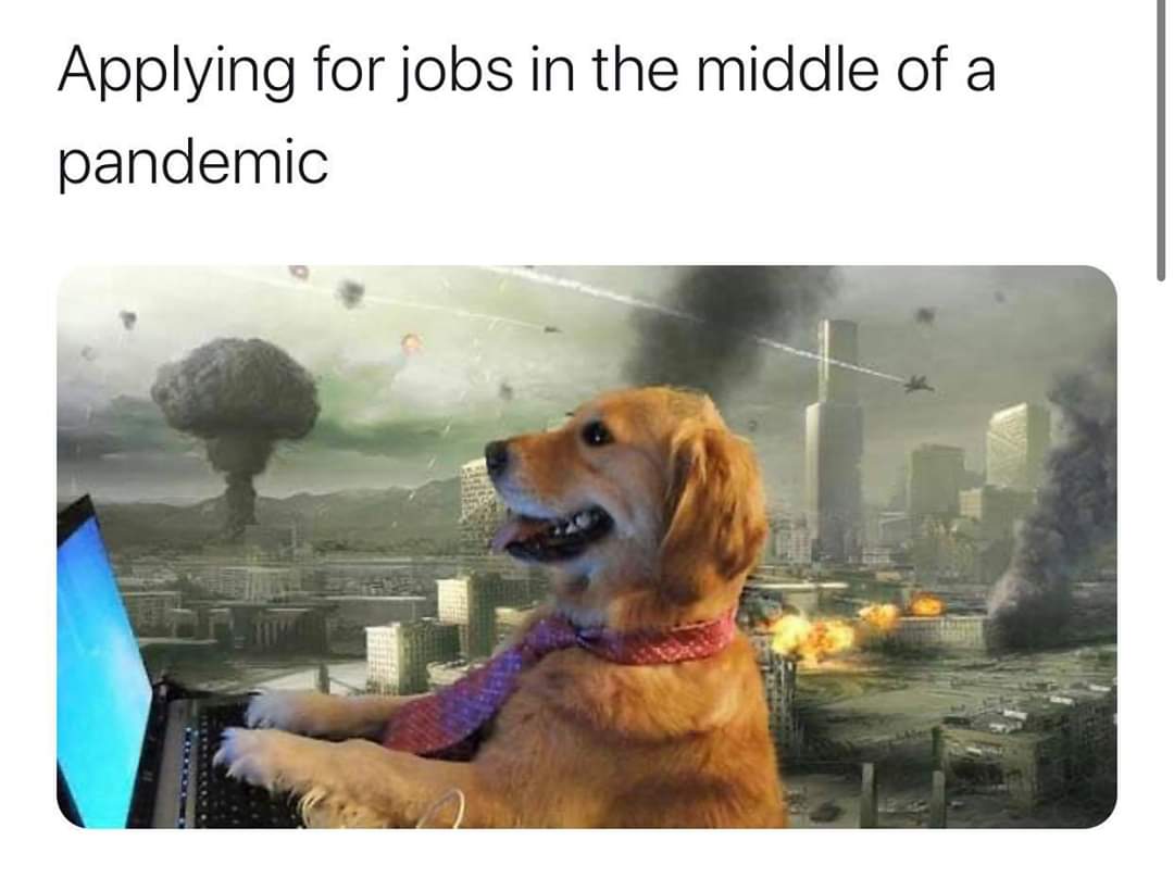 JobSearchingDog